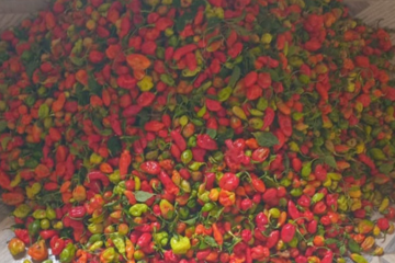 Fresh peppers from Devopps farm