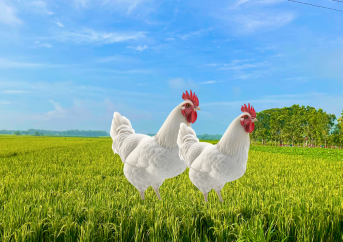 Fresh broiler chickens from Devopps farm