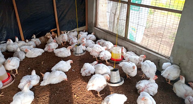 Broiler chickens in Devopps' poultry house