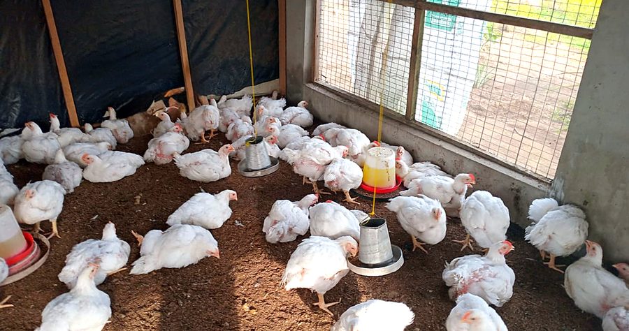 Broiler chickens in Devopps' poultry house