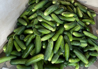 Fresh cucumbers from Devopps farm