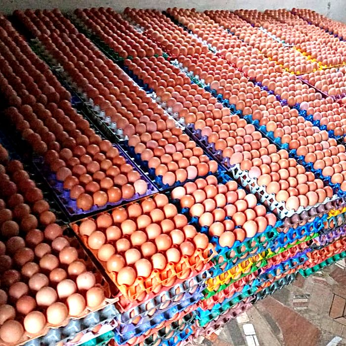 Crates of farm-fresh eggs from Devopps layer birds, ready for packaging and distribution