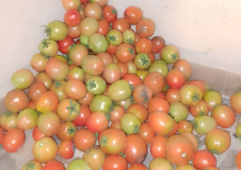 Fresh tomatoes from Devopps farm