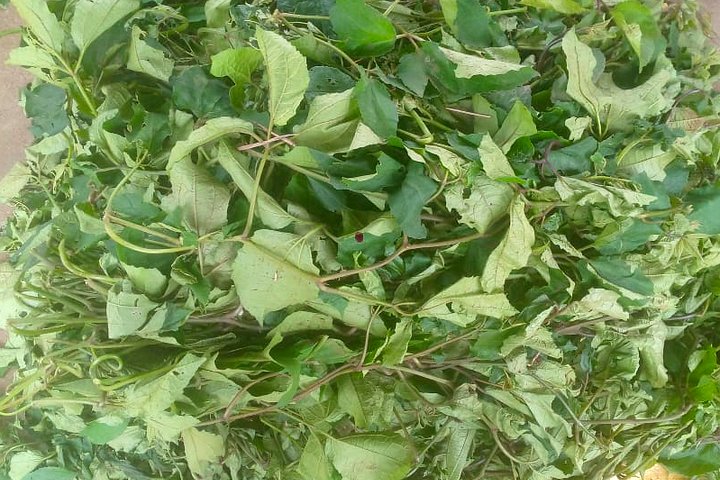 Fresh ugu (fluted pumpkin) leaves from Devopps farm